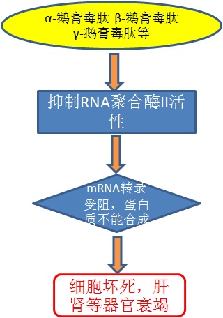 见小人，躺板板——聊聊蘑菇中毒那些事