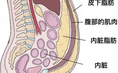 内脏脂肪知多少