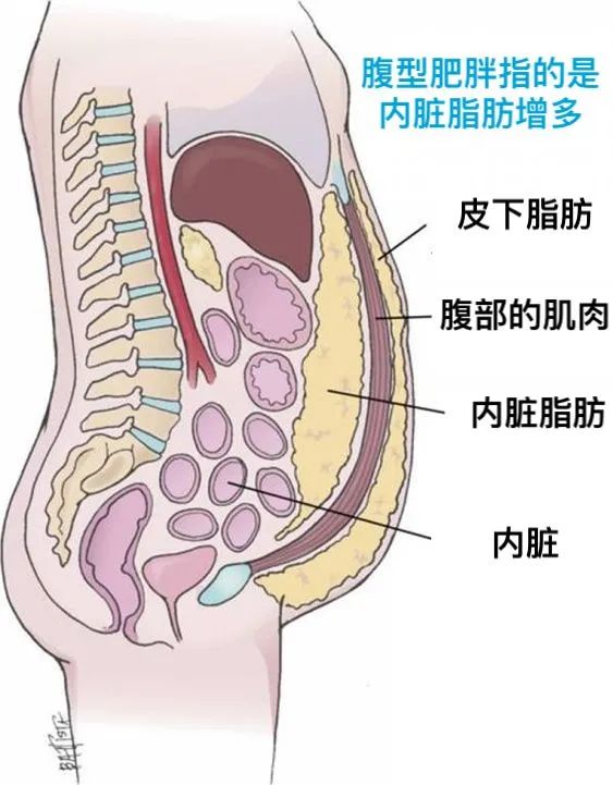 内脏脂肪知多少