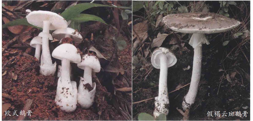 见小人，躺板板——聊聊蘑菇中毒那些事