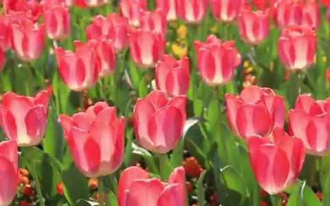 花粉过敏也看“颜值”