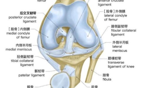 且行且珍膝-前交叉韧带重建术后的康复治疗