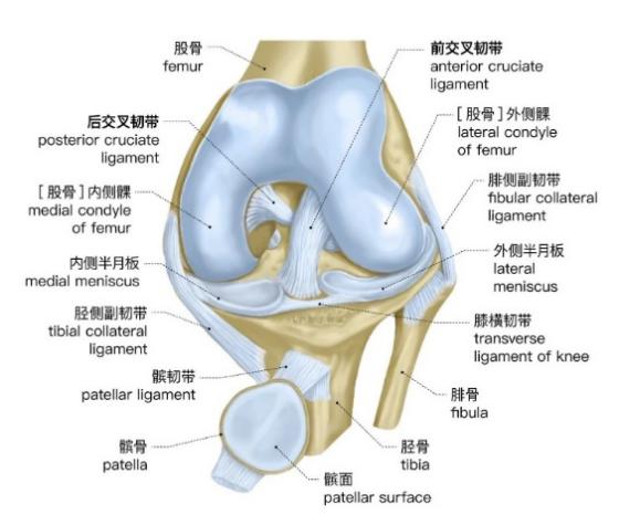 且行且珍膝-前交叉韧带重建术后的康复治疗